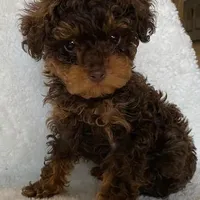 Hutch, a male Poodle - Toy  for sale in Glenn Heights, TX – Photo 2 of 2