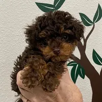 Hutch, a male Poodle - Toy  for sale in Glenn Heights, TX – Photo 1 of 2