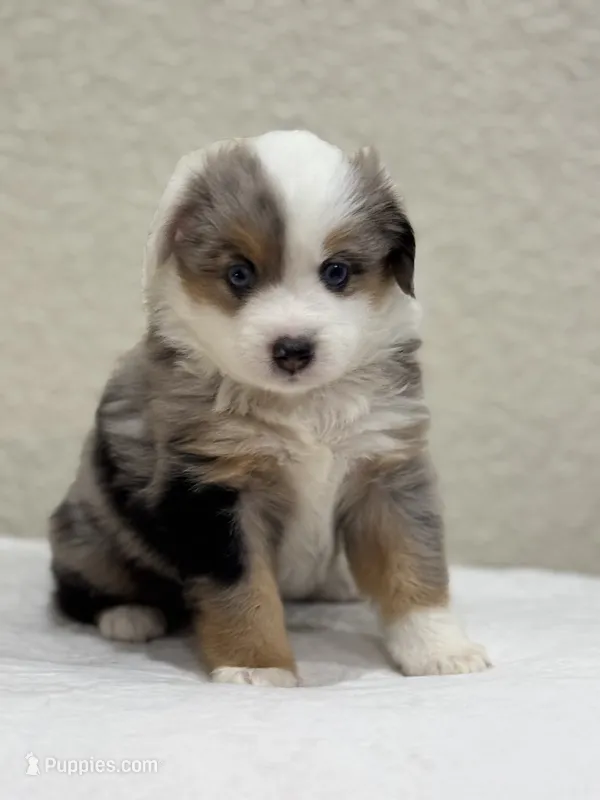 Chloe – Miniature Australian Shepherd, Toy Australian Shepherd puppy for sale in Athens, TX