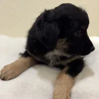 Bear, a female Miniature Australian Shepherd and Toy Australian Shepherd for sale in Athens, TX – Photo 2 of 4