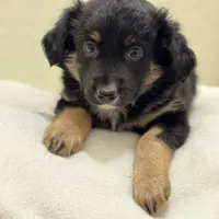 Bear, a female Miniature Australian Shepherd and Toy Australian Shepherd for sale in Athens, TX – Photo 1 of 4