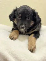 Bear, a female Miniature Australian Shepherd and Toy Australian Shepherd for sale in Athens, TX – Photo 1 of 4