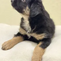 Bear, a female Miniature Australian Shepherd and Toy Australian Shepherd for sale in Athens, TX – Photo 3 of 4