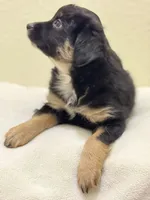 Bear, a female Miniature Australian Shepherd and Toy Australian Shepherd for sale in Athens, TX – Photo 3 of 4