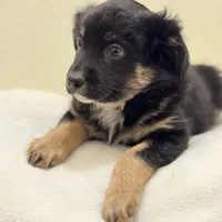 Bear, a female Miniature Australian Shepherd and Toy Australian Shepherd for sale in Athens, TX – Photo 4 of 4