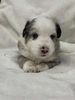 Zeus, a male Miniature Australian Shepherd and Toy Australian Shepherd for sale in Athens, TX – 2 of 5