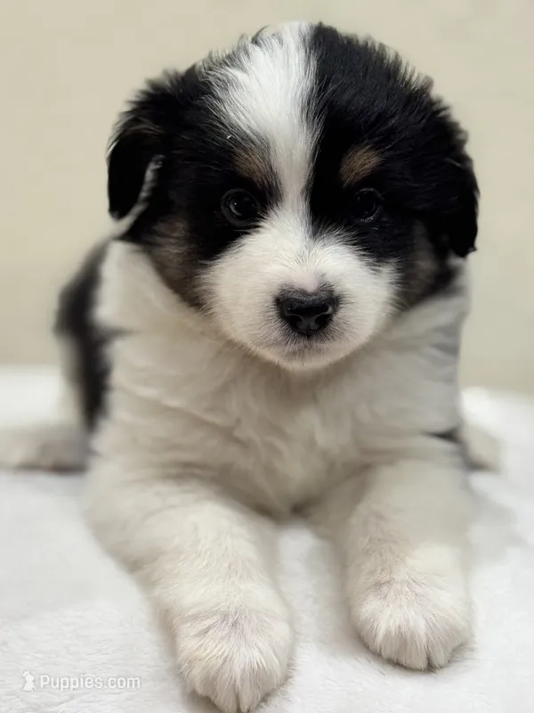 Mae – Miniature Australian Shepherd, Toy Australian Shepherd puppy for sale in Athens, TX