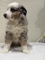 Zeus, a male Miniature Australian Shepherd and Toy Australian Shepherd for sale in Athens, TX – 7 of 10