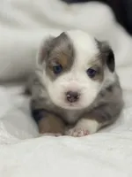 Chloe, a female Miniature Australian Shepherd and Toy Australian Shepherd for sale in Athens, TX – 5 of 6