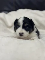 Mae, a female Miniature Australian Shepherd and Toy Australian Shepherd for sale in Athens, TX – 2 of 7