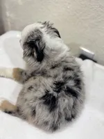 Zeus, a male Miniature Australian Shepherd and Toy Australian Shepherd for sale in Athens, TX – 10 of 10