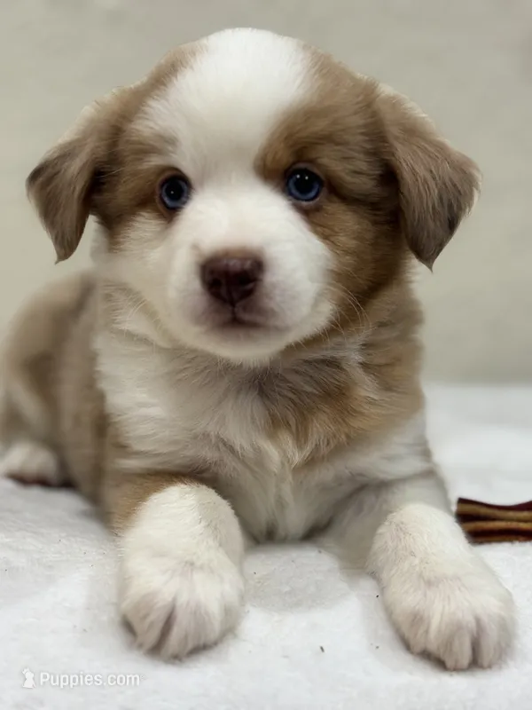 Cooper – Miniature Australian Shepherd, Toy Australian Shepherd puppy for sale in Athens, TX