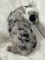Zeus, a male Miniature Australian Shepherd and Toy Australian Shepherd for sale in Athens, TX – 4 of 5