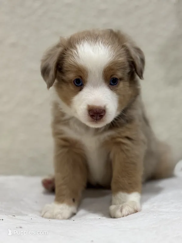 Boba – Miniature Australian Shepherd, Toy Australian Shepherd puppy for sale in Athens, TX