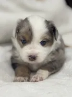 Chloe, a female Miniature Australian Shepherd and Toy Australian Shepherd for sale in Athens, TX – 6 of 6