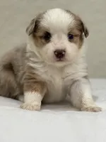 Bella , a female Miniature Australian Shepherd and Toy Australian Shepherd for sale in Athens, TX – 4 of 5