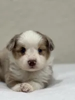 Bella , a female Miniature Australian Shepherd and Toy Australian Shepherd for sale in Athens, TX – 1 of 5