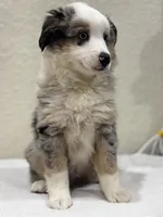 Zeus, a male Miniature Australian Shepherd and Toy Australian Shepherd for sale in Athens, TX – 5 of 10