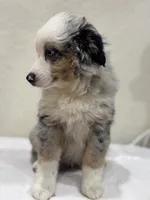 Zeus, a male Miniature Australian Shepherd and Toy Australian Shepherd for sale in Athens, TX – 8 of 10