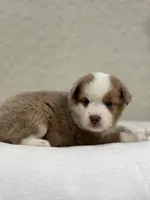Cooper, a male Miniature Australian Shepherd and Toy Australian Shepherd for sale in Athens, TX – 5 of 7