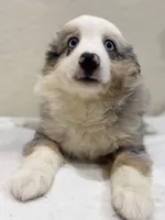 Zeus, a male Miniature Australian Shepherd and Toy Australian Shepherd for sale in Athens, TX – 4 of 10