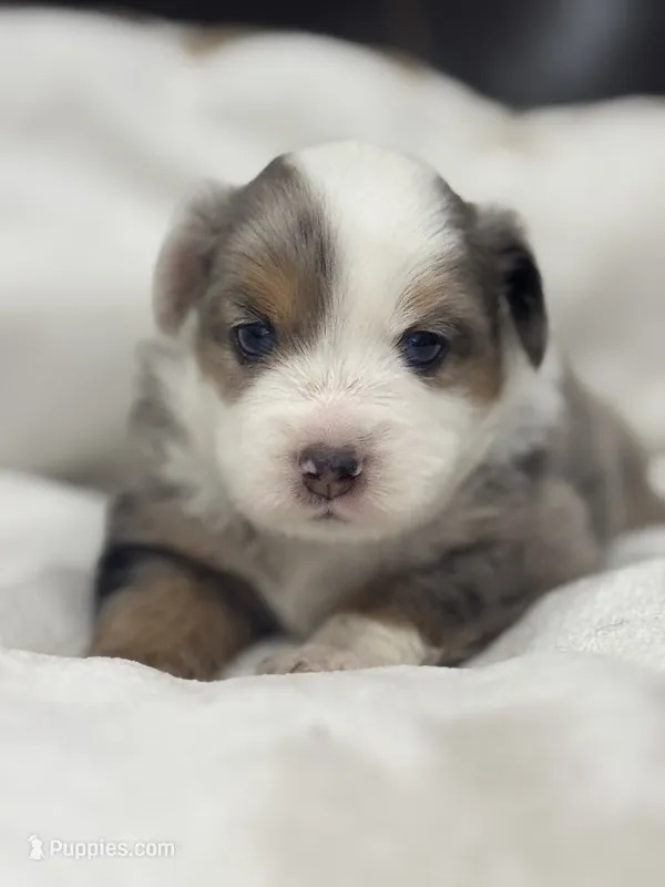 Chloe – Miniature Australian Shepherd, Toy Australian Shepherd puppy for sale in Athens, TX