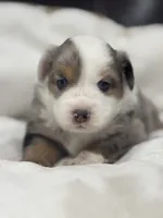 Chloe, a female Miniature Australian Shepherd and Toy Australian Shepherd for sale in Athens, TX – 1 of 6