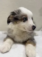 Zeus, a male Miniature Australian Shepherd and Toy Australian Shepherd for sale in Athens, TX – 6 of 10