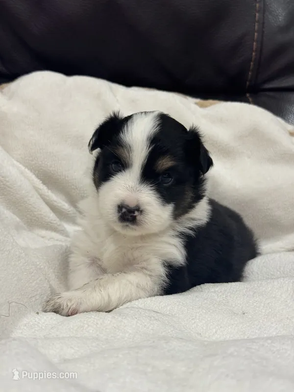 Mae – Miniature Australian Shepherd, Toy Australian Shepherd puppy for sale in Athens, TX