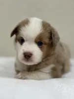 Boba, a male Miniature Australian Shepherd and Toy Australian Shepherd for sale in Athens, TX – 1 of 5