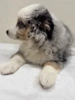 Zeus, a male Miniature Australian Shepherd and Toy Australian Shepherd for sale in Athens, TX – 9 of 10