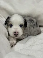 Zeus, a male Miniature Australian Shepherd and Toy Australian Shepherd for sale in Athens, TX – 3 of 5