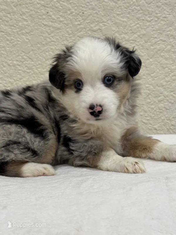 Zeus – Miniature Australian Shepherd, Toy Australian Shepherd puppy for sale in Athens, TX