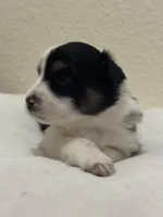 Mae, a female Miniature Australian Shepherd and Toy Australian Shepherd for sale in Athens, TX – 7 of 7