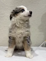 Zeus, a male Miniature Australian Shepherd and Toy Australian Shepherd for sale in Athens, TX – 3 of 10