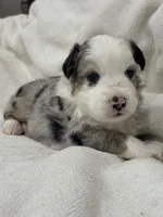 Zeus, a male Miniature Australian Shepherd and Toy Australian Shepherd for sale in Athens, TX – 1 of 5