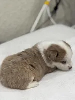 Cooper, a male Miniature Australian Shepherd and Toy Australian Shepherd for sale in Athens, TX – 6 of 7