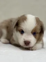 Boba, a male Miniature Australian Shepherd and Toy Australian Shepherd for sale in Athens, TX – 2 of 5