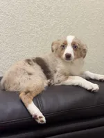 Sadie, a female Miniature Australian Shepherd and Toy Australian Shepherd for sale in Athens, TX – Photo 4 of 4