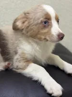 Sadie, a female Miniature Australian Shepherd and Toy Australian Shepherd for sale in Athens, TX – Photo 2 of 4