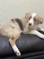 Sadie, a female Miniature Australian Shepherd and Toy Australian Shepherd for sale in Athens, TX – Photo 3 of 4