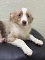 Sadie, a female Miniature Australian Shepherd and Toy Australian Shepherd for sale in Athens, TX – Photo 1 of 4