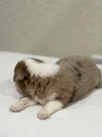 Cooper, a male Miniature Australian Shepherd and Toy Australian Shepherd for sale in Athens, TX – 4 of 7