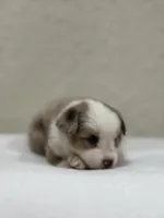 Bella , a female Miniature Australian Shepherd and Toy Australian Shepherd for sale in Athens, TX – 2 of 5