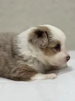 Bella , a female Miniature Australian Shepherd and Toy Australian Shepherd for sale in Athens, TX – 5 of 5