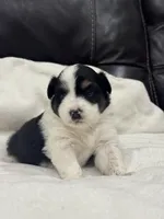 Mae, a female Miniature Australian Shepherd and Toy Australian Shepherd for sale in Athens, TX – 6 of 7