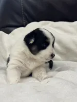 Mae, a female Miniature Australian Shepherd and Toy Australian Shepherd for sale in Athens, TX – 4 of 7