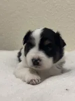 Mae, a female Miniature Australian Shepherd and Toy Australian Shepherd for sale in Athens, TX – 3 of 7