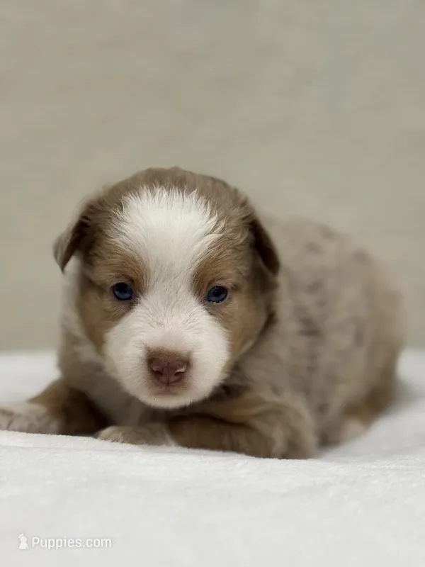 Boba – Miniature Australian Shepherd, Toy Australian Shepherd puppy for sale in Athens, TX
