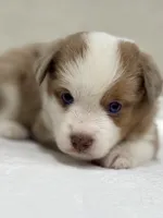 Cooper, a male Miniature Australian Shepherd and Toy Australian Shepherd for sale in Athens, TX – 1 of 7